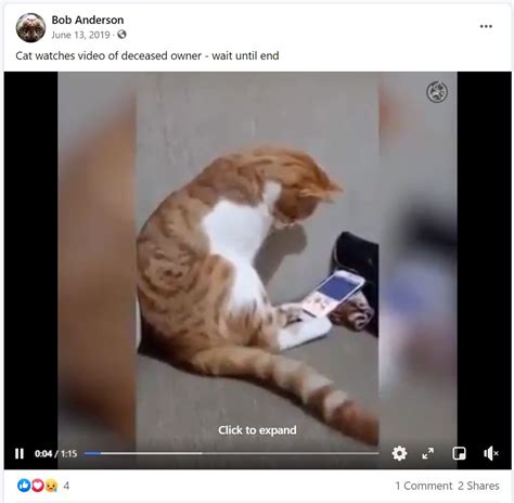 Video Does Not Show Cat Reacting to Its Deceased Owner